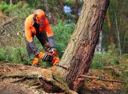 Trusted Le Claire, IA Tree Removal Experts